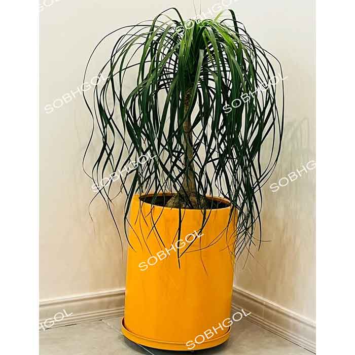 بونسای لیندا فر