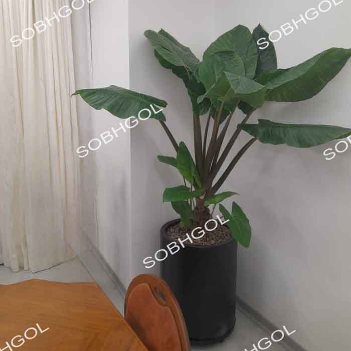 گل بابا آدم