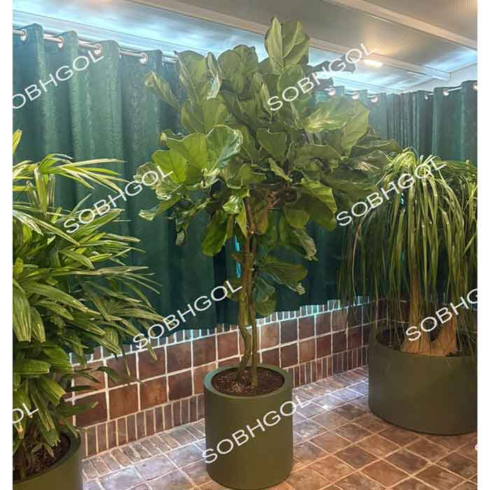 درختچه لیراتا بزرگ