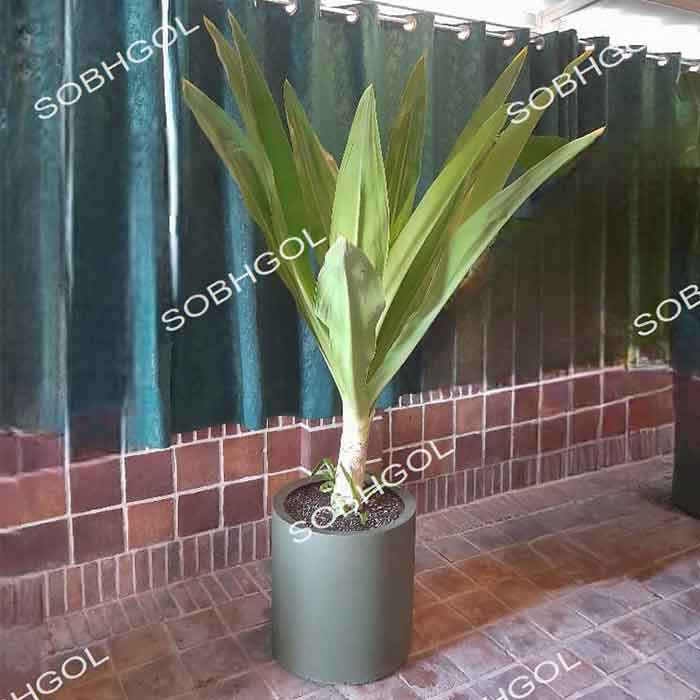 سوسن بزرگ و سبز