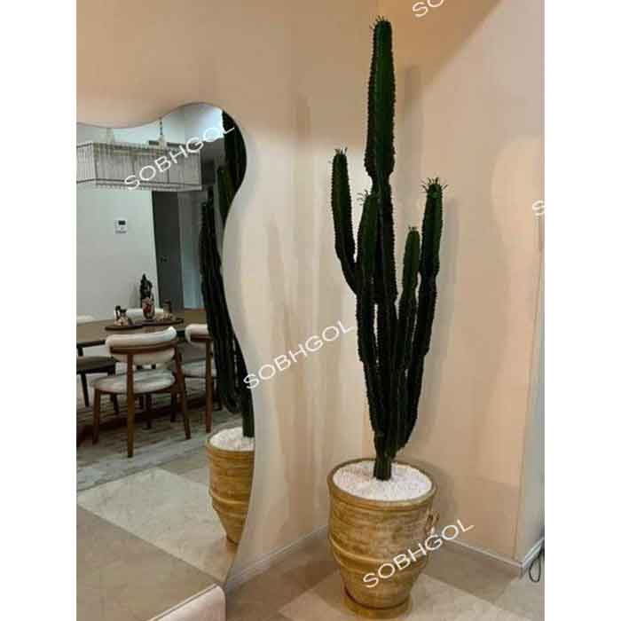 افوربیا بلند