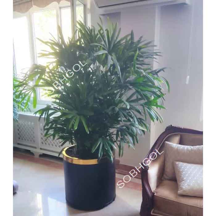 گل لیدی پالم بزرگ