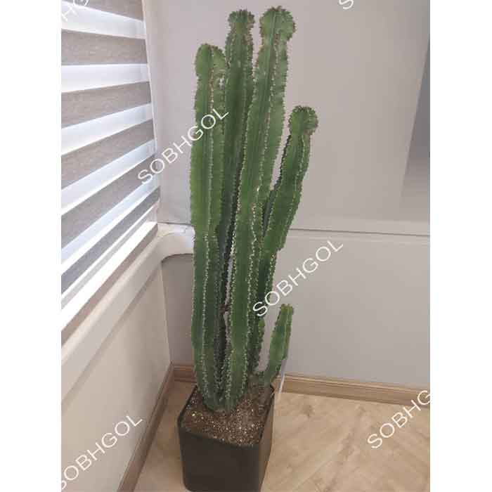 گل فروشی آنلاین