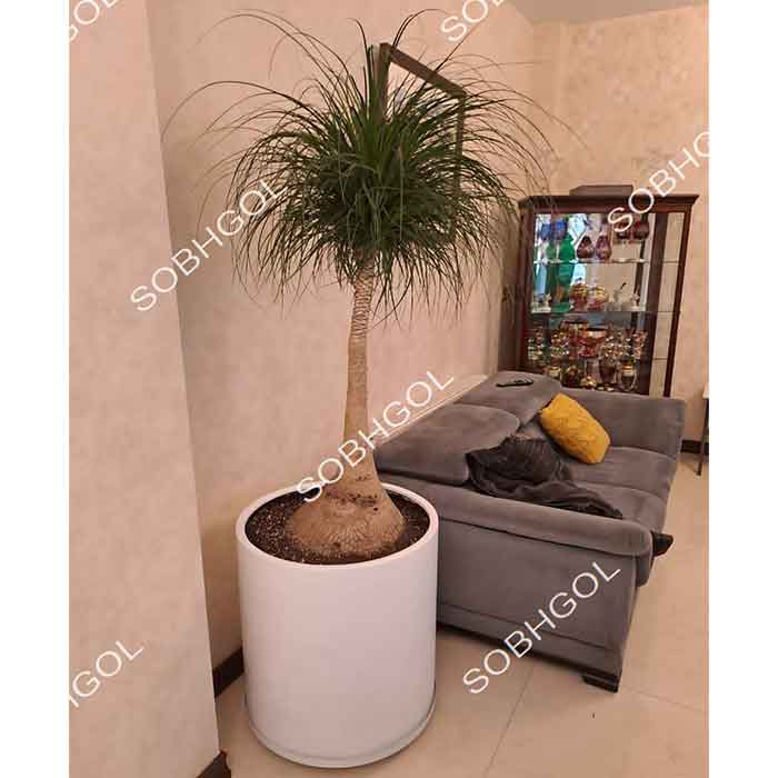 بونسای لیندا