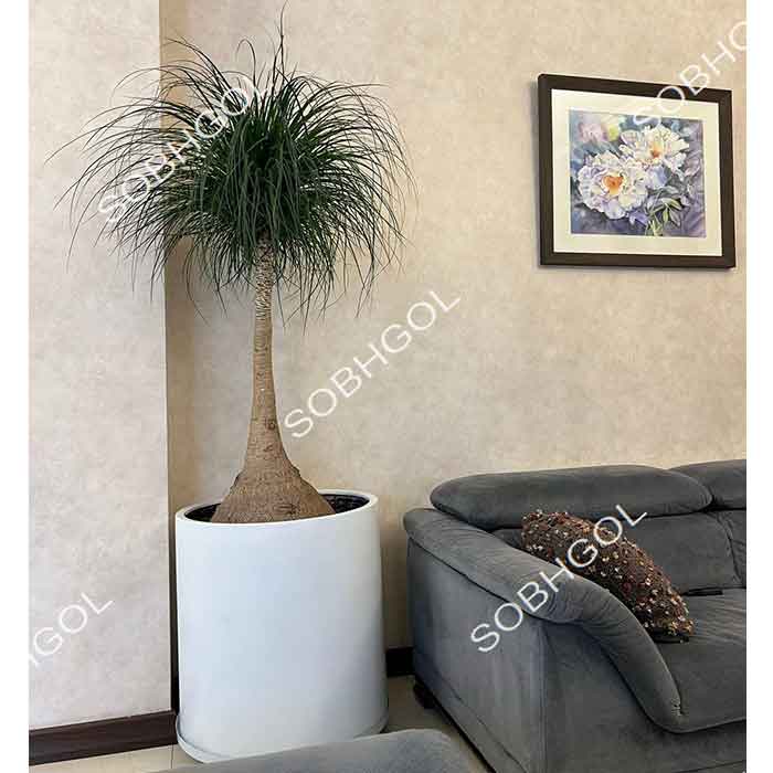 بونسای لیندا