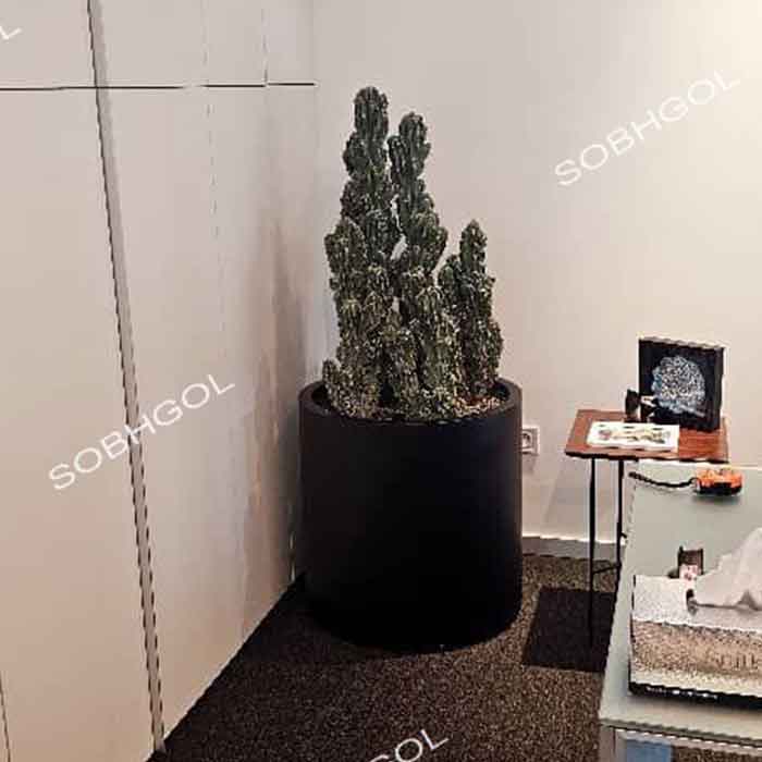 sobhgol (4) کاکتوس صخره ای