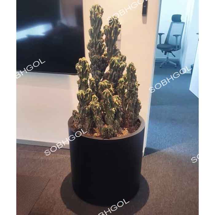 کاکتوس صخره ای