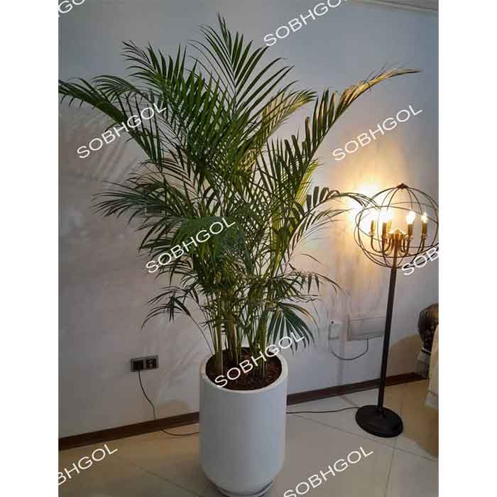 sobhgol (6) گل لوکس اریکا