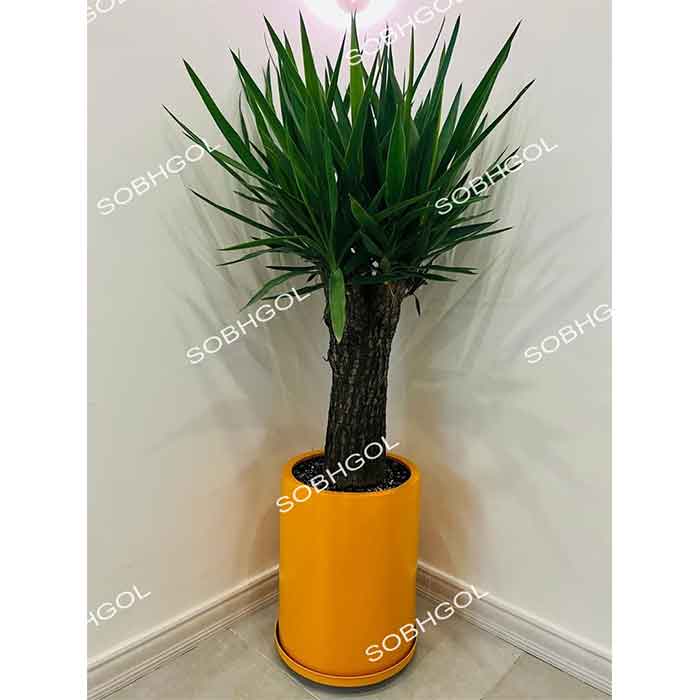 یوکا تنه دار