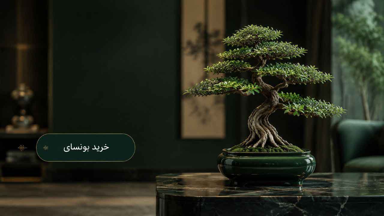 خرید و قیمت بونسای