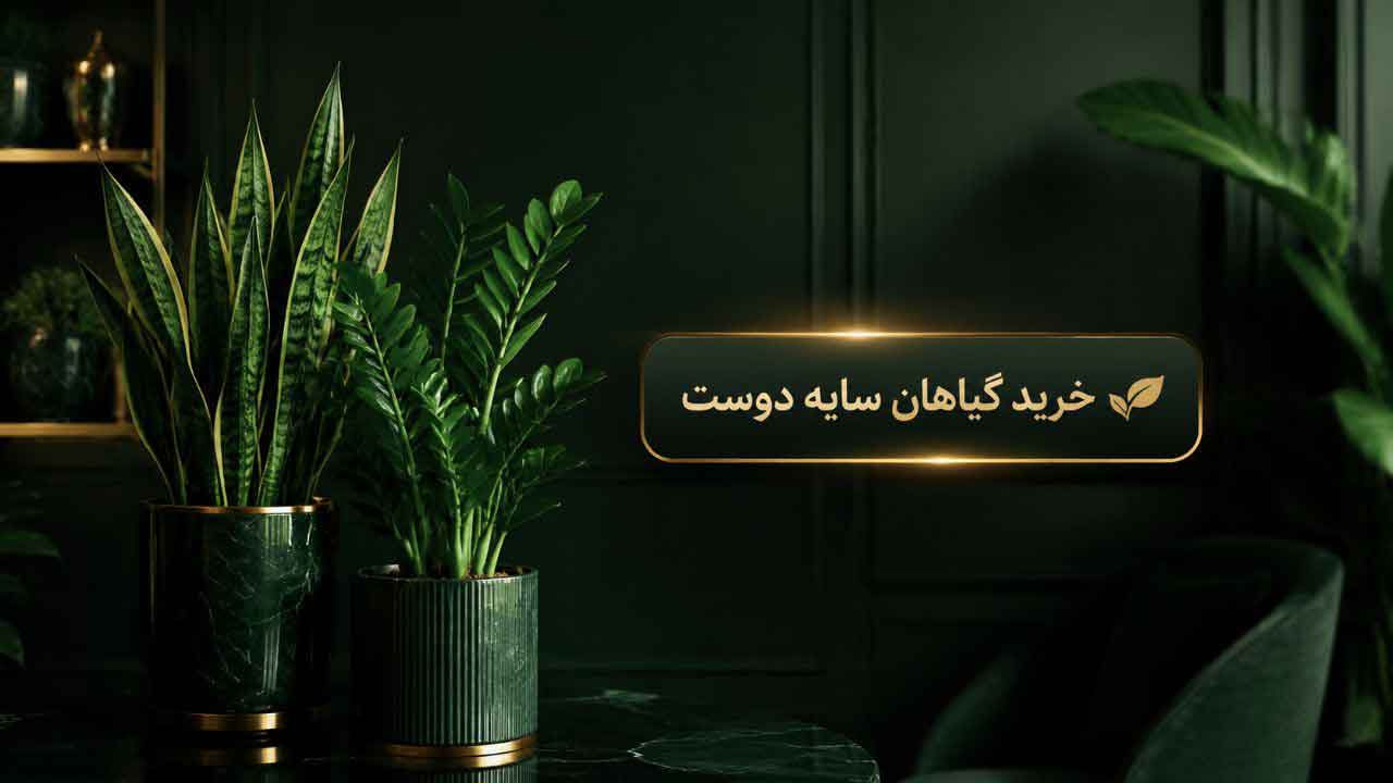 خرید گل و گیاه سایه دوست