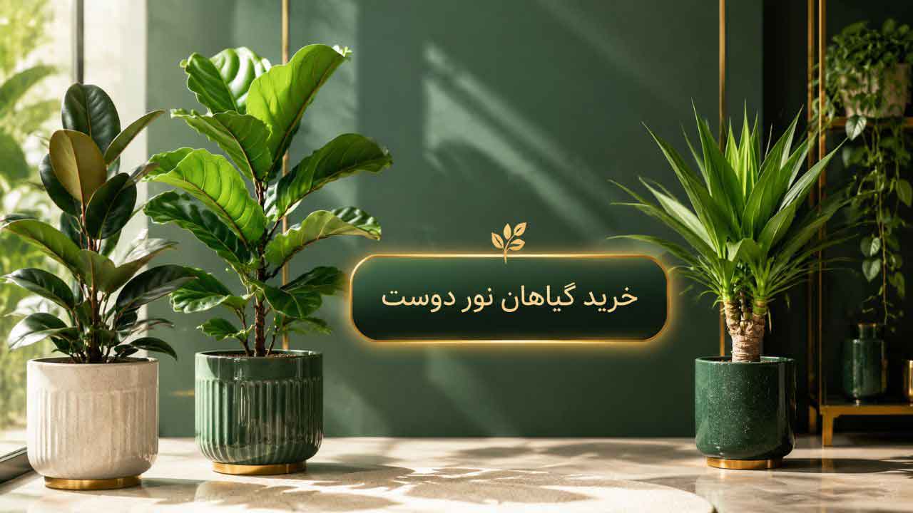 خرید گل و گیاه نور دوست